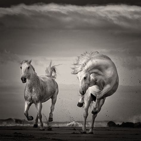 wild horse black and white | George Karbus Photography