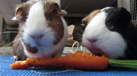 Guinea pigs eating a carrot and get scared - YouTube