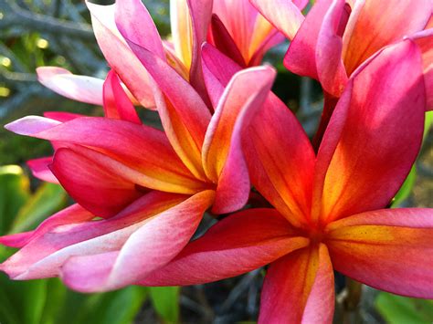 14 Easy-to-Grow Fragrant Tropical Flowers - Dengarden