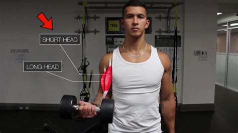 Short Head Biceps Exercises