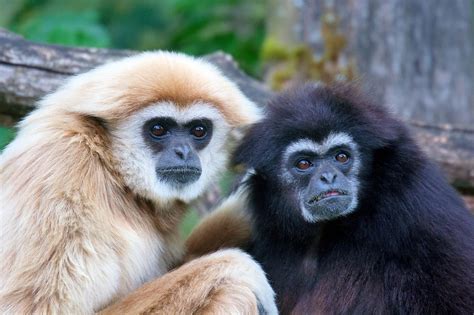 Primates, Mammals, Especie Animal, Animal Facts, Beautiful Creatures, Animals Beautiful, Howler ...