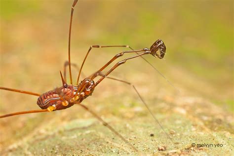 Melvyn's Photography: Harvestman, Opiliones