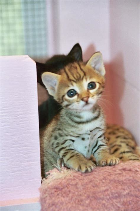 Cheetoh Cat Info, Kittens, Personality, Pictures