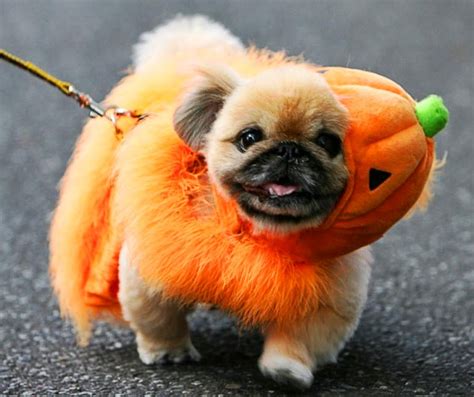 Awesome Halloween Dog Costumes