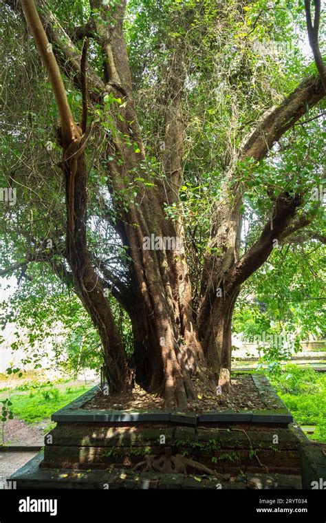 Beautiful Banyan tree from Kerala Temple Stock Photo - Alamy