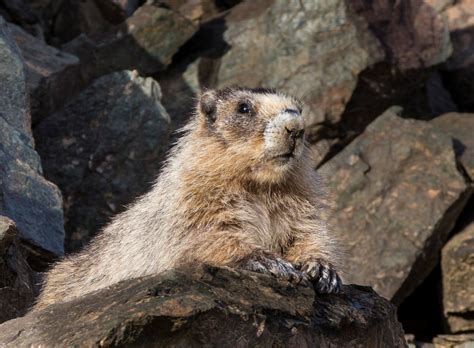 A Marmot in Alaska. Photographer: Bob Wick, Bureau of Land Management ...