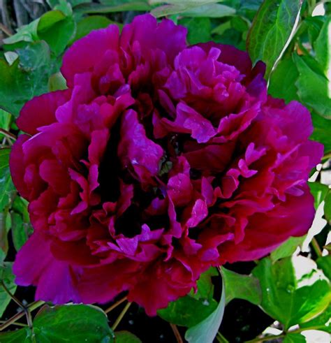 Purple Peony | Purple peony, Amazing flowers, Candy roses