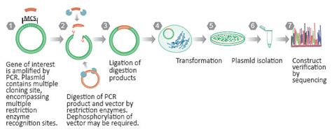 Molecular Cloning Strategies | Traditional Cloning | TA Cloning | GenScript