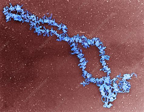 Lampbrush chromosomes, TEM - Stock Image - P657/0043 - Science Photo Library