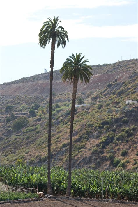 GranCanarianatura: Palmera Canaria