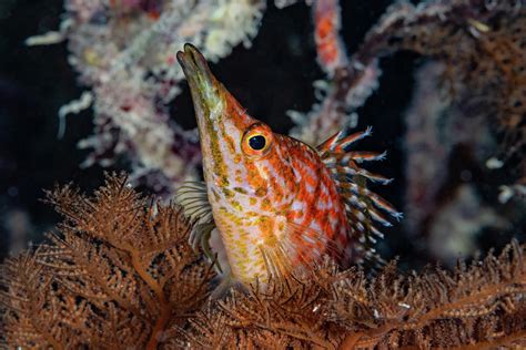 Longnose Hawkfish in Hawaii Photograph by Karen Williams Bryan