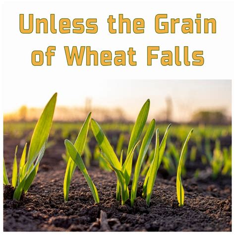 #72 UNLESS THE GRAIN OF WHEAT FALLS | Peter Kearney