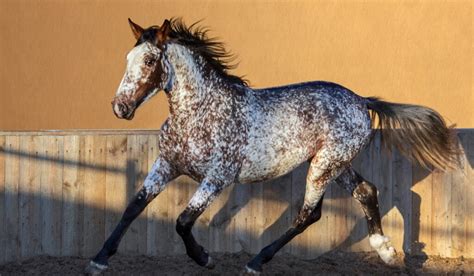 50 Shades of Bay Horses | Colors, Traits, & Fun Facts!