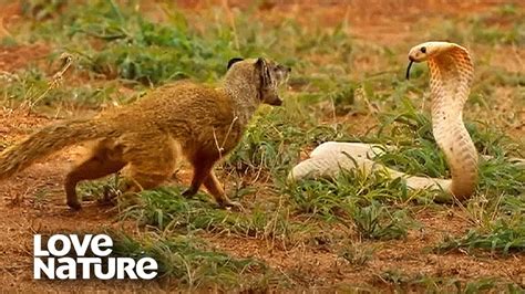 Cobra VS Mongoose | Love Nature - YouTube