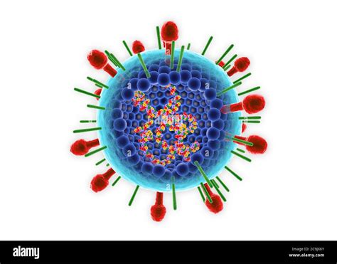 Human Respiratory syncytial virus (HRSV). Illustration showing the inner structure and RNA. This ...