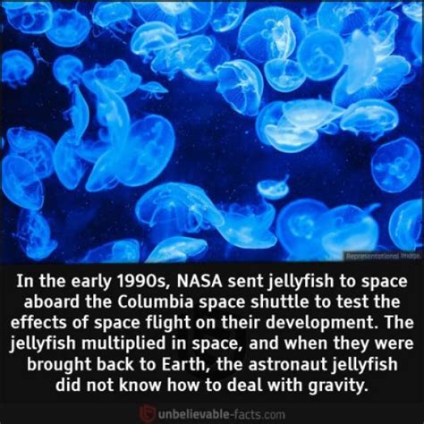 Interesting Facts Around The World (45 pics)