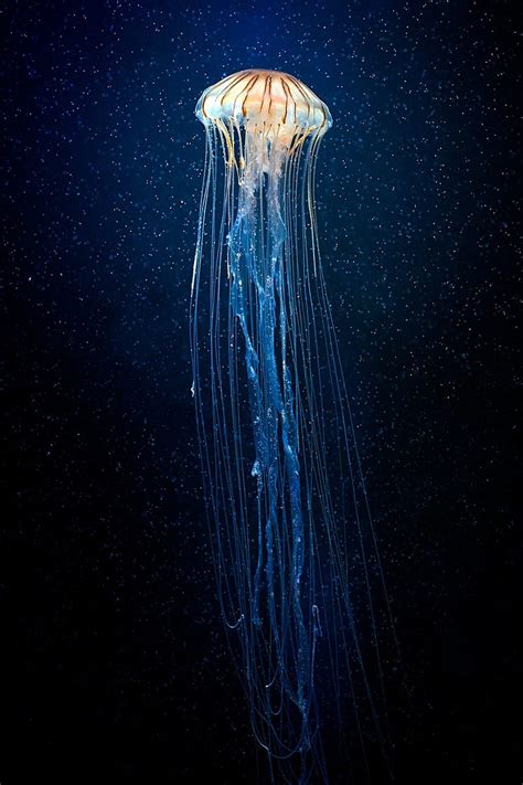 Bioluminescent Jellyfish Wallpaper