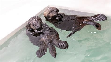 Rescued Sea Otter Pups Make Behind-the-Scenes Debut at Shedd Aquarium | Chicago News | WTTW