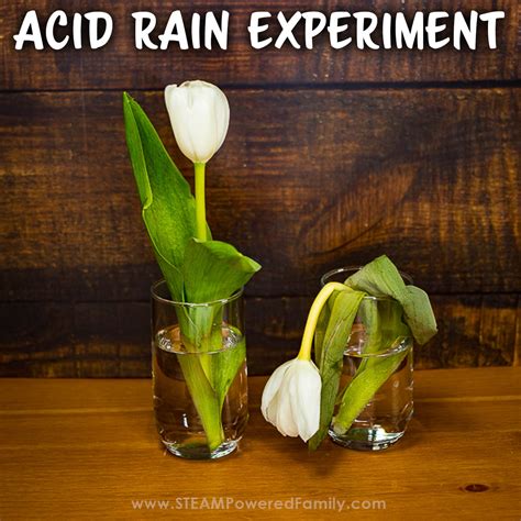 Acid Rain Experiment