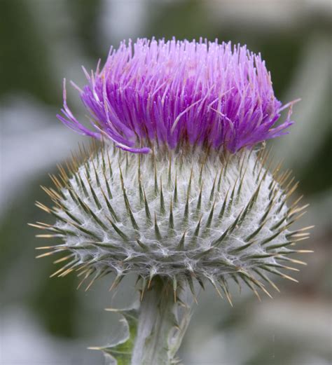 File:Thistle Flower (4907295629).jpg