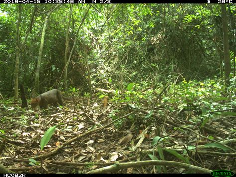 InkaTerra Tambopata Wildlife: Peru Project | eMammal