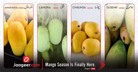 Mango Season Is Finally Here