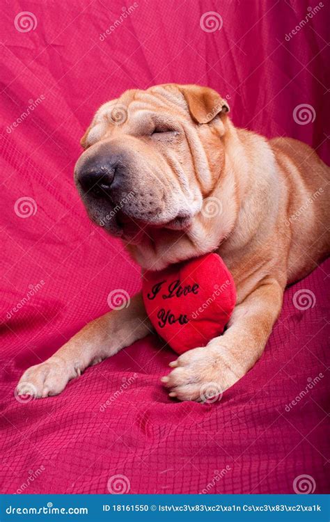 Valentine dog stock photo. Image of mammal, pedigree - 18161550