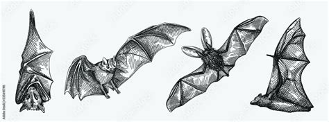 Hand-drawn sketch set of bats. Flying bat, bat hanging upside down ...