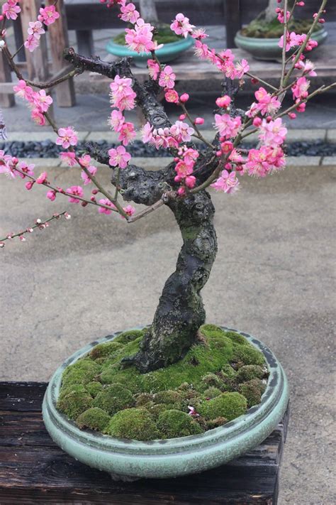 Cherry Blossom Bonsai Care Guide, Propagation Tips, and More