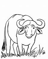 Water Buffalo Coloring Page  Art Starts sketch template