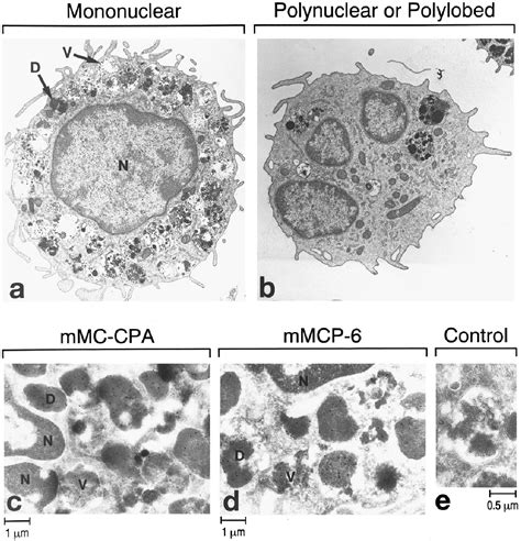 Figure 1 from Mouse mast cells that possess segmented/multi-lobular nuclei. | Semantic Scholar