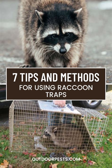 7 Tips and Methods For Using Raccoon Traps