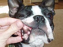 Small Dog get Free of Oral Papilloma Warts - NZYMES | Dog cancer, Dog warts, Dogs