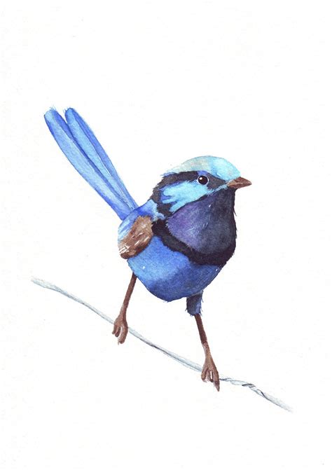 Blue Wren watercolor painting W066 print of watercolor