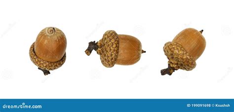 Set of Acorns Quercus Rubra Stock Photo - Image of organic, collection ...