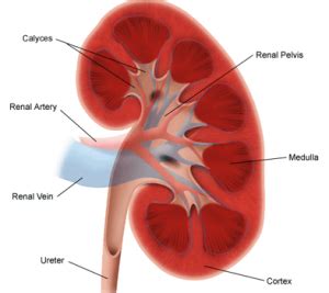 Bruised Kidney Symptoms, Pain from a Fall, Diagnosis and Treatment of a ...