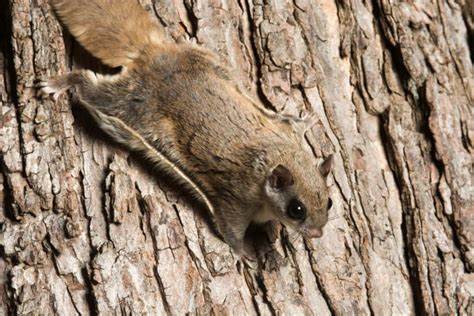 14 Fur-tastic Flying Squirrel Facts - Fact Animal