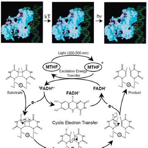 Reaction mechanism of DNA photolyase. (A) Substrate binding (dark ...