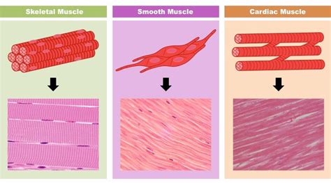 Types of Muscles | BioNinja | Types of muscles, Muscle, Skeletal muscle