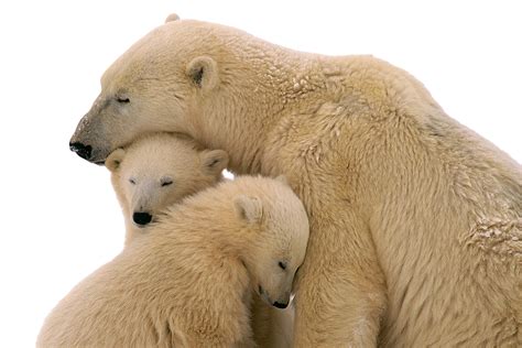 Polar Bear PNG Transparent Images, Pictures, Photos