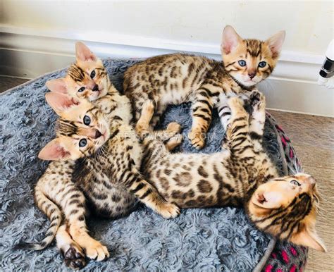 50+ Bengal Cat Price For Sale - Furry Kittens