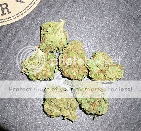 Og Kush???? | Grasscity Forums - The #1 Marijuana Community Online