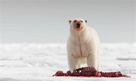 Polar bear eating seal carcass in Norway (Credit: Peer von Wahl) : r/natureismetal