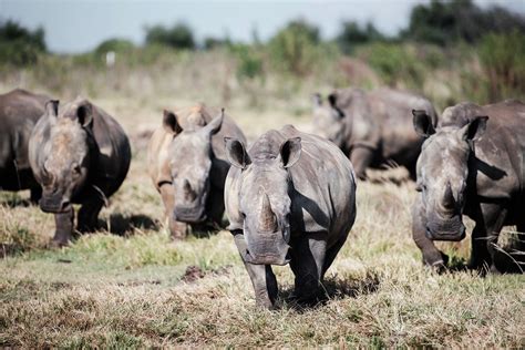 South African Rhino Poaching Falls 11% in First Half, But New Fronts Open Up - Bloomberg