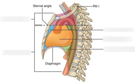 Mediastinum Diagram | Quizlet