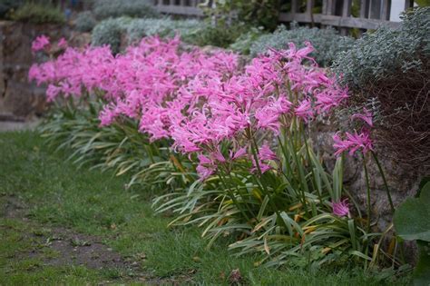 Nerine bowdenii - African border | Planting bulbs, Lily plant types, Spring plants