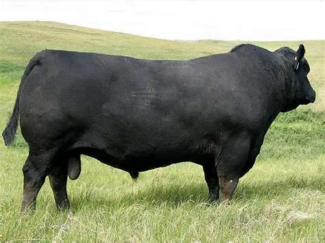 Performance Angus Bulls - Pecan Bayou Cattle