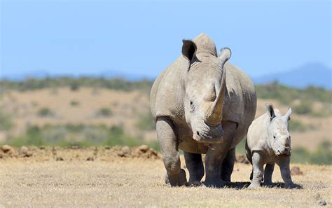 Rhino Conservation in Africa & Asia | International Rhino FoundationInternational Rhino Foundation