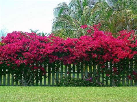 bougainvillea hedge | Paisagismo tropical, Jardim tropical, Belos jardins