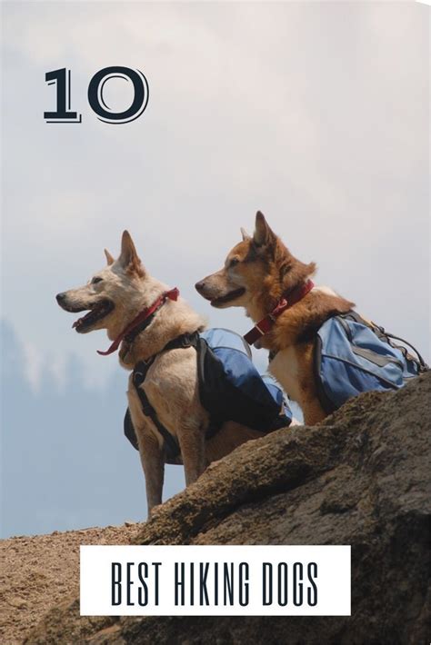 Top 10 dog breeds for hiking - Hike With Halo | Top 10 dog breeds, Dog ...